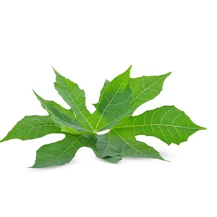 chaya rollitos de milanesa y chaya maxicarne